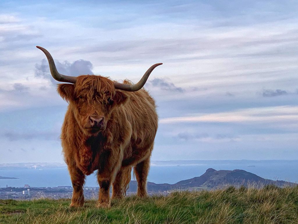 Highland cow with Arthur's Seat and Edinburgh in the background