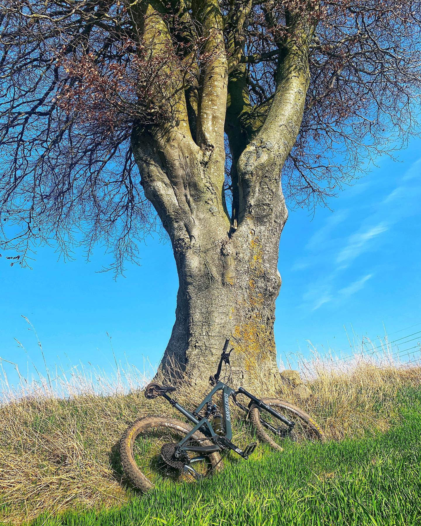 find-a-good-tree-and-sit-under-it-dave-fitch